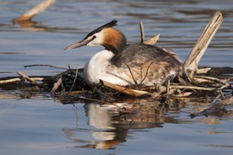 Great crested grebe on the nest