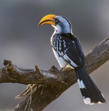 Yellow-billed Hornbill on perch, Hornbill, (Tockus flavirostris) in Samburu National Reserve, Kenya
