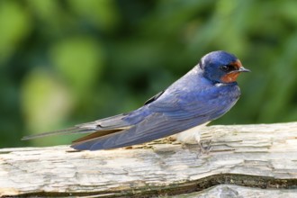Barn Swallow Hirundo rustica, order Passeriformes, suborder Passeres, family Hirundinidae, genus