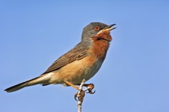 White-bearded warbler, (Sylvia cantillans), perch, biotope, bearded warbler, songbird, warbler
