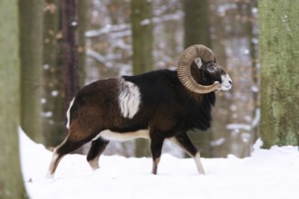 European mouflon (Ovis musimon) in winter forest, ram, mouflon ram, side view, winter landscape,