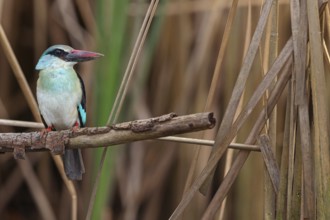 Kingfisher, (Halcyon malimbica), kingfisher family, perching bird, Africa, Gambia, Kotu creek canoe