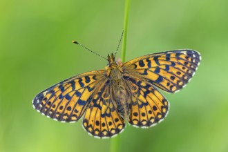 Small pearl-bordered fritillary, (Boloria selene), butterfly, butterfly, insect, macro, top view,