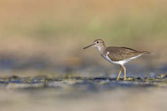 Common sandpiper, sandpiper (Actitis hypoleuco), biotope, habitat, foraging, Raysut, Salalah,