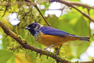 Central America, Monteverde, Costa Rica, Animals, Birds, Glossy-spotted Tanager, (Tangara dowii)