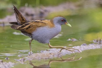Little Crake, Little Crake, Small Crake, (Porzana parva), biotope, habitat, foraging, family of