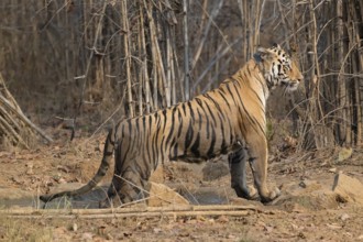 Tiger (Panthera tigris), Bengal tiger or Indian tiger, big cat (Pantherinae), carnivore