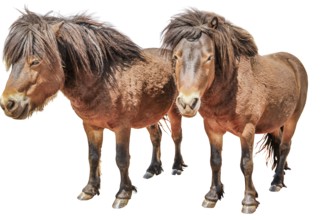 Two pony horses from Namibia in dry season