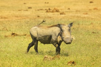 Side view of African warthog in the steppe of Addo Elephant National Park in Eastern Cape, South