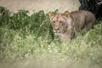 Lion walking towards the camera in the high grass in the Central Kalahari, Botswana