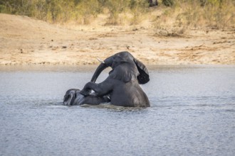 Two Elephants playing in the water in the Kruger National Park, South Africa