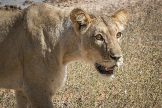 Side profile of a Lioness in the Kgalagadi Transfrontier Park, South Africa