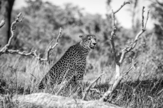 Stunning Cheetah in black and white in the Kruger National Park, South Africa
