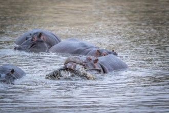 A Hippo lifting an Impala out of the water in the Kruger National Park, South Africa