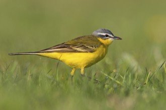 Blue-headed Yellow Wagtail, (Motacilla flava flava), Bergeronnette printanière, Lavandera Boyera,