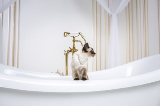 The theme is luxury and wealth. A cat without a tail of the Mekong Bobtail breed in a retro