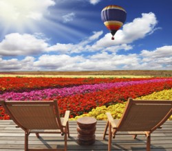 Field of multi-colored decorative buttercups Ranunculus Bloomingdale. Huge balloon flies over the