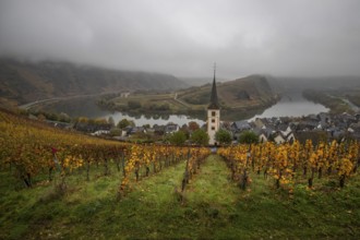 River in the mist meanders in a 180 degree loop through a valley between vineyards. A great