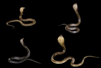 Four King Cobra Snakes Ophiophagus hannah, isolated on black background. behind view