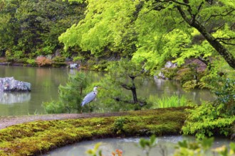 Kinkaku-ji, the Golden Pavilion, Temple complex in Kyoto. Japan. Magnificent park and lake surround