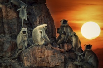 Family pack of monkeys langur are mostly females with cubs and young animals on the walls like in