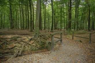 A forest path with exposed tree roots and dense trees, weseke, münsterland, germany