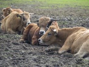 Group of cows resting in a field, münsterland, germany