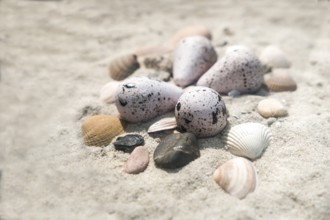 Clutch of a little ringed plover (Charadrius hiaticula), Noederney Island, Lower Saxony, Germany