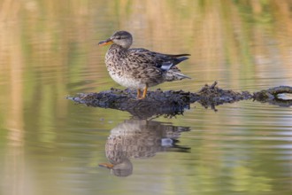 Gadwall, Animals, Birds, Duck, (Anas strepera), Mareca strepera, Wagbachniederung,