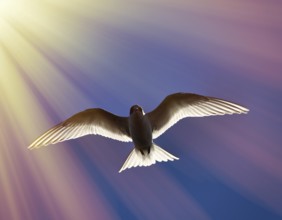 Young river tern (Common Tern, scray, Sterna hirundo) flying, hangs in place like white butterfly.