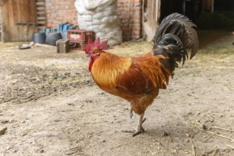 Free range rooster on a farm. Bas-Rhin, Collectivite europeenne d'Alsace, Grand Est, France