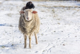 Sheep in a pen on a snowy winter morning in France