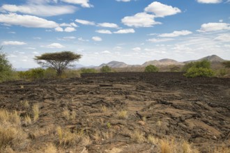 Landscape at the Shetani lava field, Tsavo West National Park, Kenya