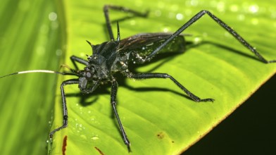 Shield Bug, Chust Bug, Hemiptera, Tropical Rainforest, Napo River Basin, Amazonia, Ecuador, America
