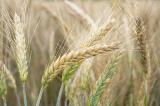 Wheat field. Golden ears of wheat on the field. Background of ripening ears of meadow wheat field.