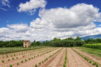 Vineyards Provence