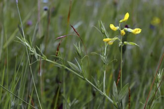Lathyrus pratensis, Meadow Vetchling, Meadow Pea