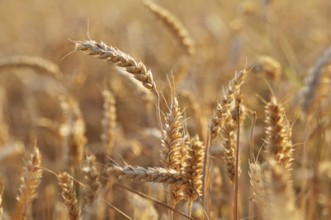 Impressions at the cornfield