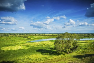 Beauty in nature view on green field with single tree and pond in spring
