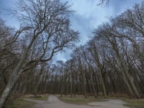 Trees in the ghostly forest on the cliffs facing the Baltic Sea, Nienhagen, Mecklenburg-Vorpommern,