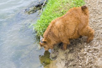 Red goatling drinking water from a river