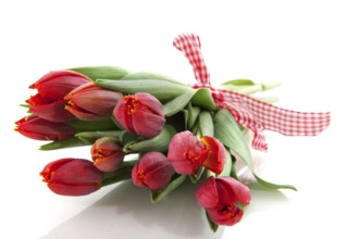Bouquet fresh red tulips with checkered ribbon