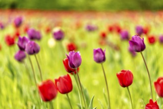 Colourful tulip in full bloom in spring in Germany in Europe
