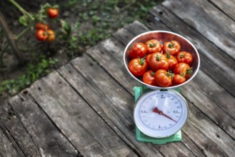 Tomatoes on scales in home organic garden. Measure tomatoes weight in the farm