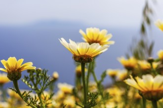 Glebionis coronaria, island of Santorini (Thira), Cyclades, Greek islands, Greece