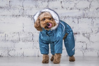 Small funny dog of brown colour with curly hair of toy poodle breed posing in clothes for dogs.