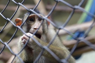 Monkey in captivity behind a metal fence
