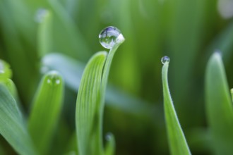 Dewdrops on the tips of a leaf of grass, morning dew on wheat