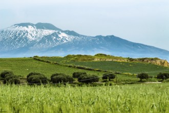 The wheat field under the volcano