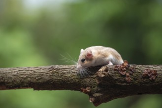 A desert rat known as gerbil, looking for food
